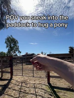 A post by @evans_world on TikTok caption: Pretend you are sneaking into the paddock to give Piper the pony a hug… (you get caught tho…) #hor#horsesandhumorr#horsen#ponyperthepony 