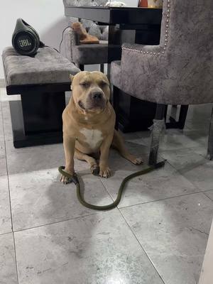 A post by @vikingo606 on TikTok caption: En tu mente 🤯🤣🐶#vikingo606 #humor 