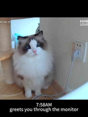 A post by @hholove_global on TikTok caption: What Does a Day in a Cat’s Life Look Like? 🐾✨