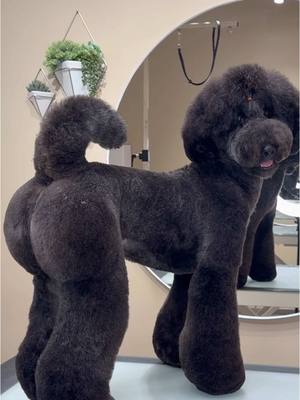 A post by @dogsbylogan on TikTok caption: He’s got me in a lot of trouble… #dogs #dogsbylogan #doggrooming #poodle