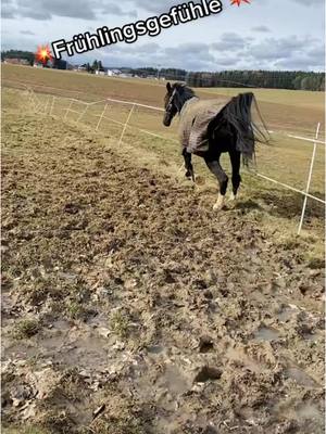 A post by @spickiee on TikTok caption: Es ist wieder soweit frühlingsmodus an 🔥 💣 😂  #equestrian #frühling #frühlingsgefühle #crazyhorse #spickiee