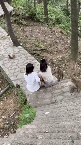 A post by @hybc999 on TikTok caption: #猴子  #mokeny