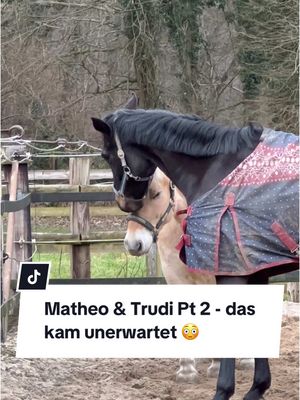 A post by @franziundfleur on TikTok caption: Matheo wollte kleine Oldenburger-Fjords machen 😭😭😭😭 IG: franziskaelea #pferdeliebe #stute #fjord #fjordhorse #fjordpferd #rossigestute #franziundfleur #franziskaelea 