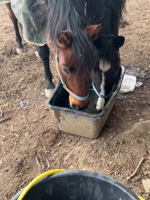 A post by @spickiee on TikTok caption: Meine beiden Zuckerschnuten💖 früher mochten sie sich überhaupt nicht🙈 jetzt lieben sie sich und machen fast alles zusammen 💖💖 #equestrian #freundschaft #pferdeliebe #bff #spickiee #fy 