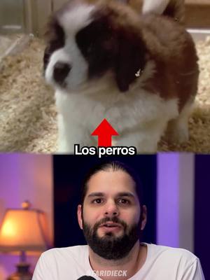 A post by @faridieck on TikTok caption: Los perros tienen mucho que enseñarnos y aquí están nueve lecciones divertidos que podemos aprender de ellos. Sígueme aquí @faridieck para más relatos y reflexiones.