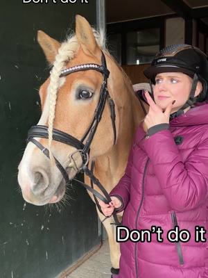 A post by @anja_fee on TikTok caption: Bei vielen ein No-Go, aber bei einem langen Schopf wirklich sinnvoll 🥰 #schopf #pferd #stirnriemen #horse #equestrian 