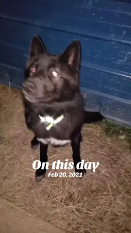 A post by @trickster.loki on TikTok caption: #onthisday 
