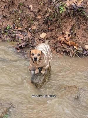 A post by @oneandonlyminion on TikTok caption: MInion explores the creek during the rain melt #narrowayhomestead #theoneandonlyminion #creek #snowmelt #farmdog