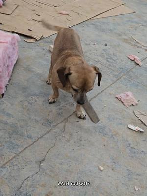 A post by @oneandonlyminion on TikTok caption: Minion loves to hang out in the garage #narrowayhomestead #theoneandonlyminion #farmdog #garage #activedog