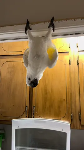 A post by @my_flying_fids on TikTok caption: LOOK AT THIS #casperthetoo #myflyingfids #parrotsoftiktok 