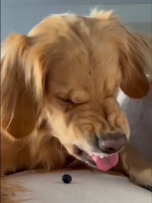 A post by @tristan_maloney on TikTok caption: I will protect 🫐🐕 @Bianca🤍 #fyp #dogs #funnydogs #funnyanimals #voiceover #tristanmaloney 