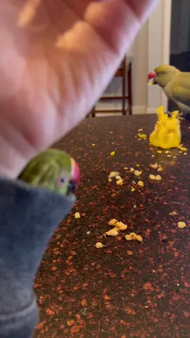 A post by @beakerbeak on TikTok caption: Ducky’s new favorite spot is mom’s sleeve! 😆 #birdsoftiktok #parrotsoftiktok #talkingbird #talkingparrot #cuteanimals #funnyanimals #babyanimals #hideandseek #baby #funny #cute #parrot #family 
