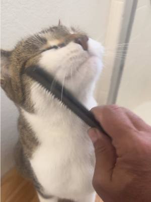 A post by @tommymurf on TikTok caption: Kitty Groomer.  Pork Chop loves Kitty Groomer.   #tommymurf 