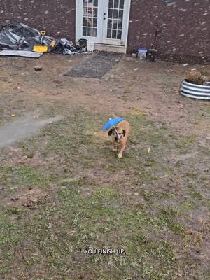 A post by @oneandonlyminion on TikTok caption: Minion finally makes it outside #narrowayhomestead #theoneandonlyminion #farmdog #umbrella #snow #winter