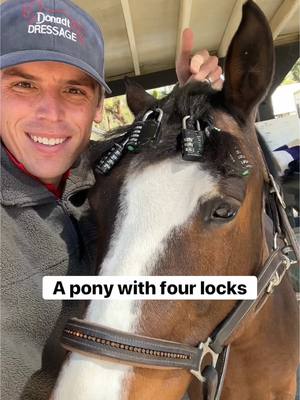 A post by @evans_world on TikTok caption: Know the difference! Forelock vs four locks 🐴🔒#horsesandhumor #horse #equestrian 