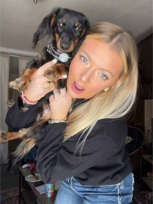 A post by @paige.steller on TikTok caption: no puppy was harmed in the making of this video #dachshund #load #fyp #fouru #notforyou 