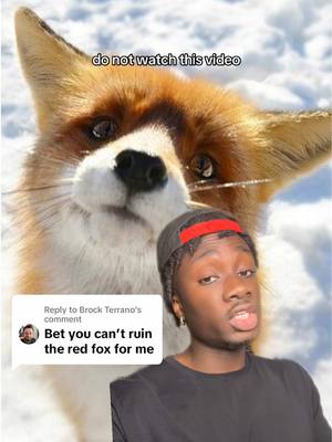 A post by @mndiaye_97 on TikTok caption: Replying to @Brock Terrano I still think they’re cute #fox#nature#moreyouknow 