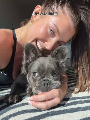 A post by @kaylinmally on TikTok caption: i’m obsessed #fluffyfrenchie #fluffyfrenchbulldog #frenchbulldog #puppy #frenchiepuppy 