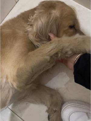 A post by @lizzyy2204 on TikTok caption: Eug 🫥 #dog#tren#cockerspaniel
