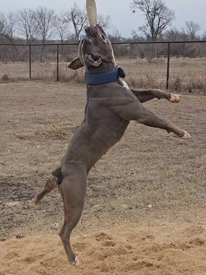 A post by @cannon_bulldogs on TikTok caption: Velvet got to test out the new spring pole set up. we made its wider and center anchored it. its a big improvement #bulldog #dogsport #animalsoftiktok #fyp #agilitydog 