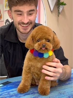 A post by @dogsbylogan on TikTok caption: He said 😛 #dogs #doggrooming #dogsbylogan #cutedogs