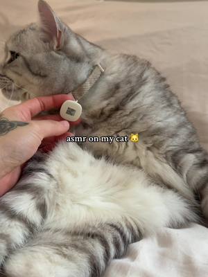 A post by @sassysoundsasmr on TikTok caption: Everyone say pspspsps to Smudge 🤍 #asmr #car 