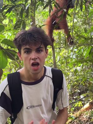 A post by @kylethomas on TikTok caption: I FOUND A WILD ORANGUTAN😭🦧 this is just INCREDIBLE