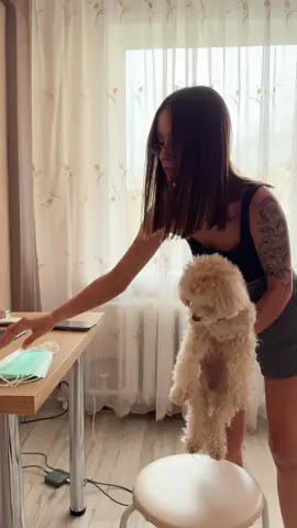 A post by @rufa_style_ on TikTok caption: Ваша собака и сэкономленые деньги скажут вам спасибо 🙏🏻 