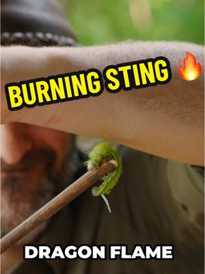 A post by @coyotepetersonofficial on TikTok caption: STUNG by the Dragon Flame Caterpillar (aka: IO moth caterpillar)… instant agony! See for yourself in this brand new episode (🔗 in bio) #coyotepeterson #bravewilderness #sting #caterpillar #burn #pain 