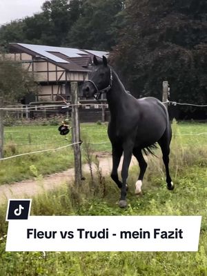 A post by @franziundfleur on TikTok caption: Plötzlich ist alles so leicht und ich warte jeden Tag auf das „große Erwachen“, auf ein Problem oder eine Situation, in der ich nicht weiter weiß 😅 Trudi ist jetzt schon über 2 Monate bei uns und es gab keinen einzigen Tag, an dem sie irgend ein ernsthaftes Problem gemacht hat. Ich bin einfach nur dankbar 🙏🏻 IG: franziskaelea  #jungpferd #jungpferdetraining #jungpferdeausbildung #franziundfleur #franziskaelea #problempferd #dressurpferd 