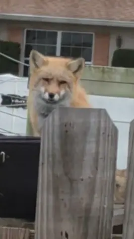 A post by @charlie_foxtrot_ on TikTok caption: the joys of having a fox friend. #redfox #pleasecensormemore #justinbieber #whyselina 