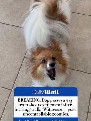 A post by @scout2015 on TikTok caption: Shocking NEWS😨💔… #CapCut #pomeranian #dogsoftiktok #fyp #dailymail 