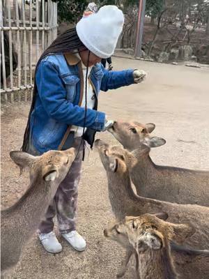 A post by @daysulanofficial on TikTok caption: I Miss them 🥹 #japan #deer #fyp #foryoupage 