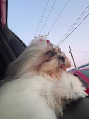 A post by @luciana90luna on TikTok