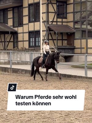 A post by @franziundfleur on TikTok caption: Warum Pferde meiner Meinung nach sehr wohl testen können 🤔 IG: franziskaelea  #pferd #pferde #pferdemädchen #pferdeliebe #jungpferd #franziundfleur 