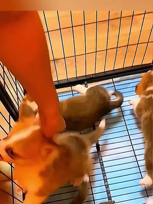 A post by @funny.pets____ on TikTok caption: look at the end 🤣🤣 #pet #cat #dog #cute #animals #foryou #typ