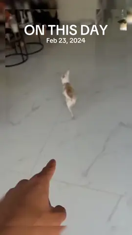 A post by @animal.reunion on TikTok caption: #onthisday