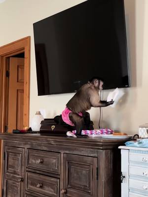 A post by @lifewithgaitlyn on TikTok caption: Wanna know what Gaitlyns up to?!? Life with a monkey #gaitlynrae #life #cleaning #pet #pets #animals #animal #monkey #monkeys 