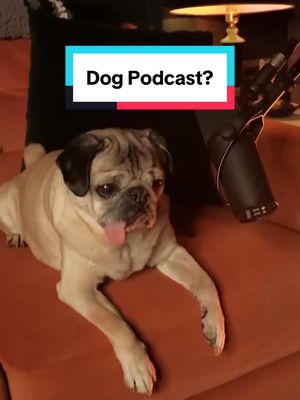 A post by @dougthepug on TikTok caption: “When the only qualifications for a podcast are being cute and opinionated” -Doug #dogsoftiktok #pug #podcast 