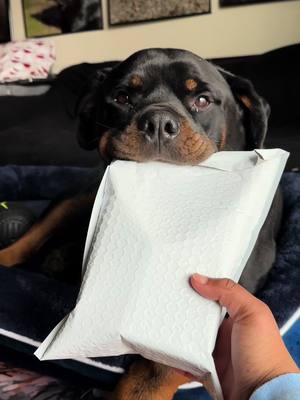 A post by @chopfromgta on TikTok caption: check out these Probiotic Chews from WindBoss! 🥰✨ #rottweiler #rottweilersoftiktok #PetsOfTikTok #rottie #rottiesoftiktok #rottierumble #rottiepurr 