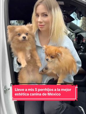 A post by @kristennmedinaa on TikTok caption: Lleve a mis 5 perrhijos a la mejor estética canina de México  #kristennmedina #fyp #vlogg #perrhijos #tijuana #rjgroomer 