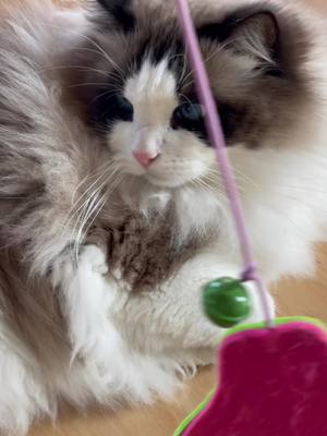 A post by @hholove_global on TikTok caption: How to Help Your Cat Adjust to a New Automatic Litter Box #HHOLOVE #furbaby #LitterBox #cattips #AnimalBehavior #PetProducts