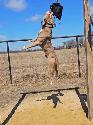 A post by @cannon_bulldogs on TikTok caption: Nobu stretching his legs a bit #familydog #americanbulldog #familydog #pets #dogsports 