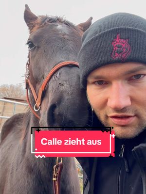 A post by @patrick.thomalla on TikTok caption: 🖤 Calle zog aus, um erwachsen zu werden 🖤 Ich kenne meine Ipa so nicht, sie ist eine tolle Mama…war bisher aber jedes Mal froh wenn sie wieder für sich war. Calle hat sich wohl auch in ihrem Herzen einen besonderen Platz erkämpft. 🥹 Alles war mit ihm einmal mehr unkompliziert - das Verladen dauerte keine Minute und beim Führen war er auch ein Musterschüler!  Hoffentlich vertragen sich alle und Ipa steckt auch alles gut weg.  #absetzen #horseman #foal #fohlen #colt #hengst #stallion #aufzucht #horsebreeding #pferdezucht #fy #fyp #trending #viral 