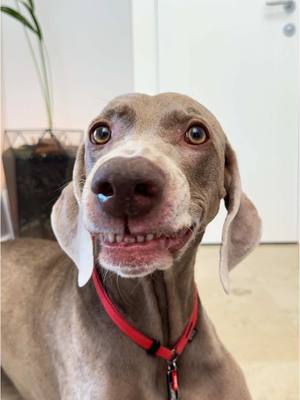 A post by @hoootdogs on TikTok caption: Fake all! 100% это его месть😂 а то такой взгляд все время! this is 100% revenge 😅🥲 #funny #dog 