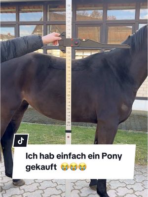 A post by @franziundfleur on TikTok caption: Ich hab einfach ein Pony gekauft 😭🤣 IG: franziskaelea  #pferd #pony #warmblut #dressurpferd #jungpferd #jungpferdeausbildung #franziundfleur #franziskaelea #stockmaß #pferdemädchen 