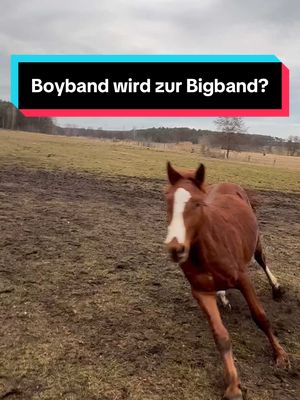 A post by @patrick.thomalla on TikTok caption: 🙊 Von der Boyband zur Bigband? 🙊 Am Ende wohl noch 2 Boyband auf einer großen Bühne… hoffen wir, dass schnell Ruhe einkehrt!  #horseman #absetzen #junghengst #hengstherde #stallion #colt #jährling #pferdezucht #horsebreeding #fy #fyp #trending #viral 