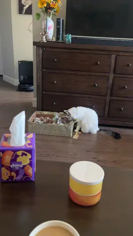 A post by @rileylorraine_ on TikTok caption: We made this foraging box awhile ago and melon is always so salty when Finn discovers that I’ve put chicken in it first😭