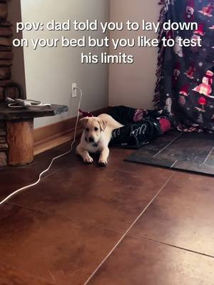 A post by @kthuntley on TikTok caption: @Will Wilke what did we sign up for #puppy #puppytok #goose 