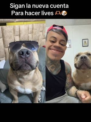 A post by @vikingo606 on TikTok caption: #dúo con @freddyking606 #vikingo606 sigan la nueva cuenta 🫶🏽🐶❤️ 